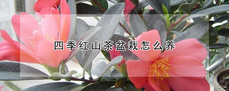 四季红山茶盆栽怎么养
