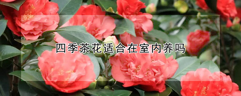 四季茶花适合在室内养吗