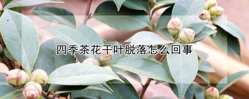 四季茶花干叶脱落怎么回事