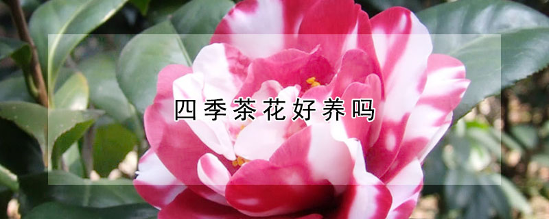 四季茶花好养吗