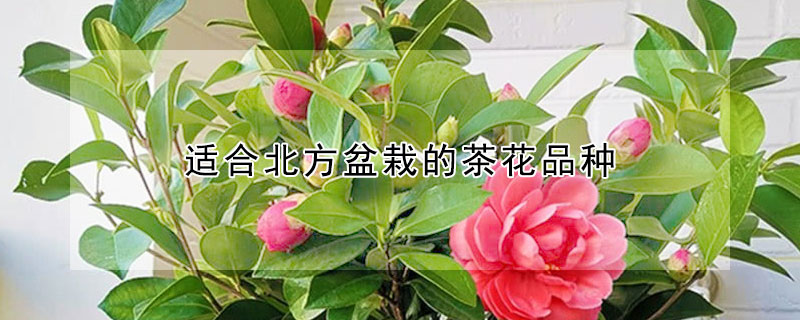 适合北方盆栽的茶花品种