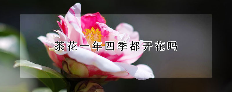 茶花一年四季都开花吗