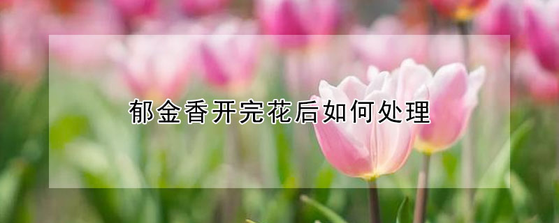 郁金香开完花后如何处理