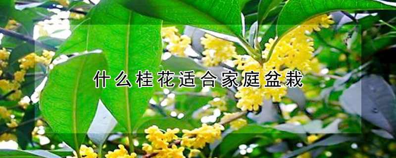 什么桂花适合家庭盆栽