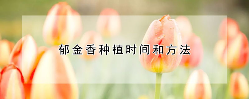 郁金香种植时间和方法