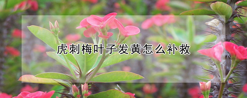 虎刺梅叶子发黄怎么补救