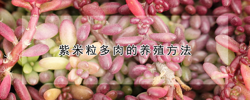 紫米粒多肉的养殖方法