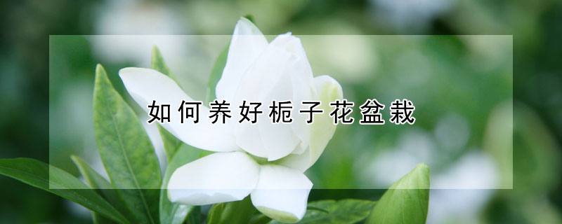 如何养好栀子花盆栽