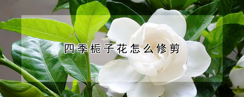 四季栀子花怎么修剪