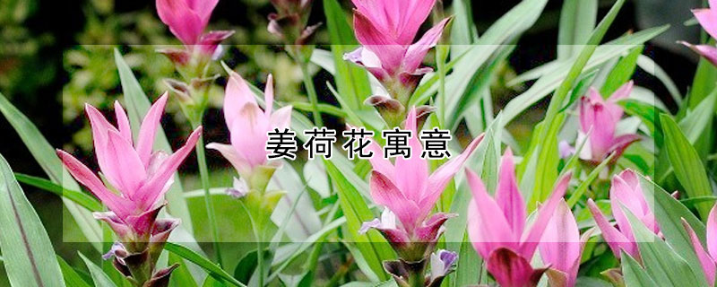 姜荷花寓意