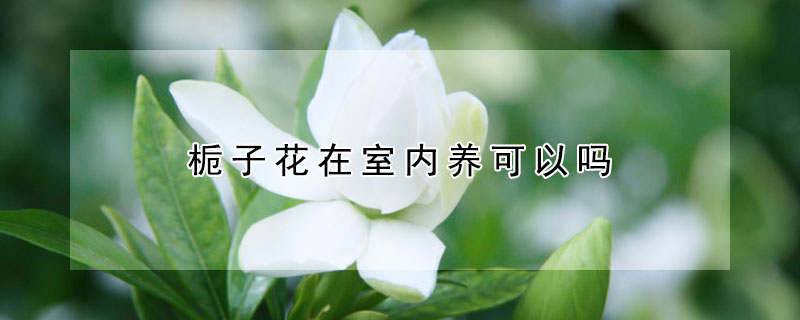 栀子花在室内养可以吗