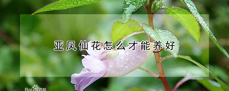 亚凤仙花怎么才能养好