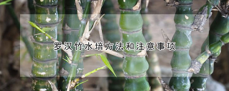 罗汉竹水培方法和注意事项