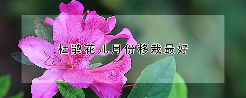 杜鹃花几月份移栽最好