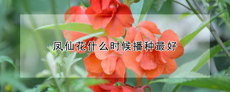 凤仙花什么时候播种最好