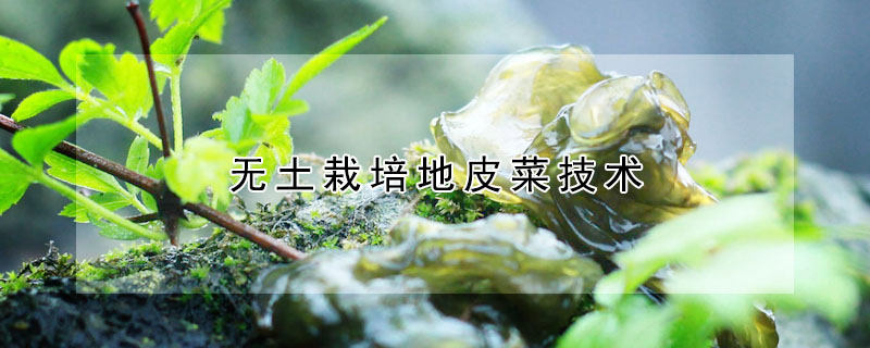 无土栽培地皮菜技术