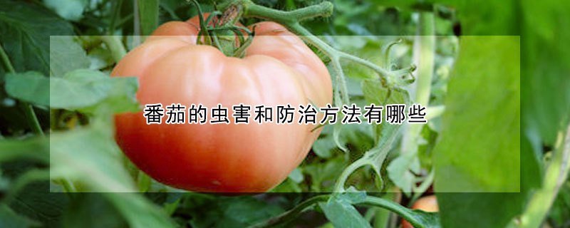 番茄的虫害和防治方法有哪些