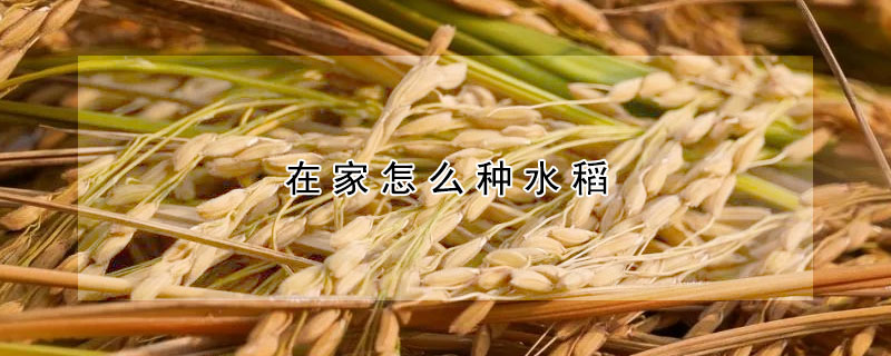 在家怎么种水稻