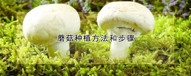 蘑菇种植方法和步骤