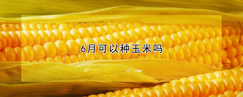 6月可以种玉米吗