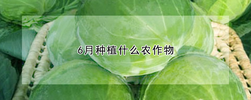 6月种植什么农作物