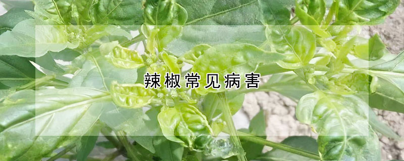 辣椒常见病害