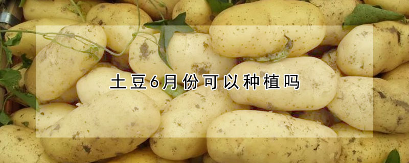 土豆6月份可以种植吗