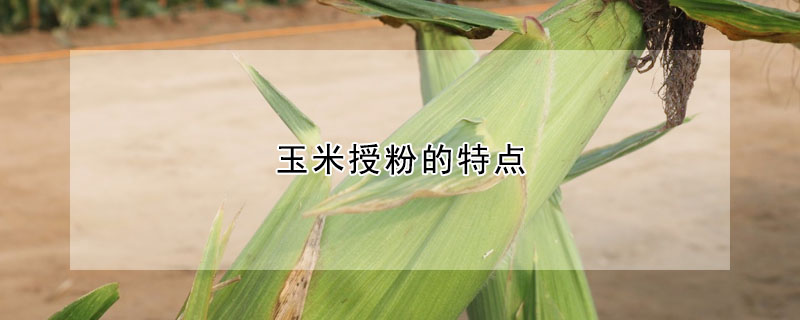 玉米授粉的特点