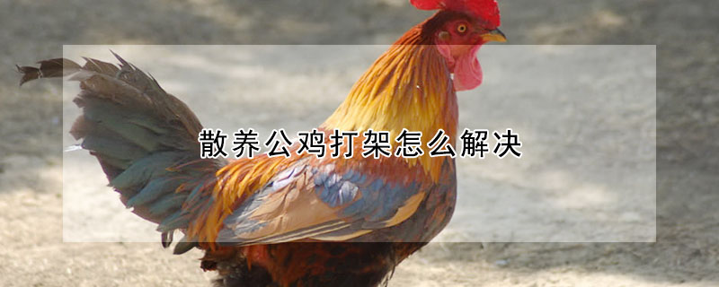 散养公鸡打架怎么解决