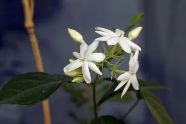 茉莉的风水 家里种茉莉的风水