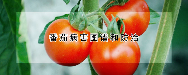 番茄病害图谱和防治