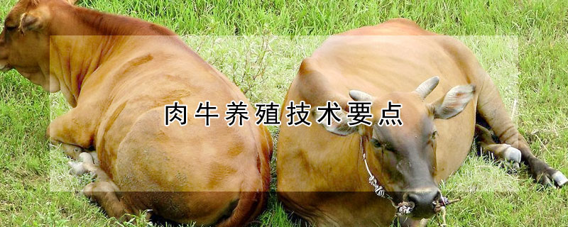 肉牛养殖技术要点