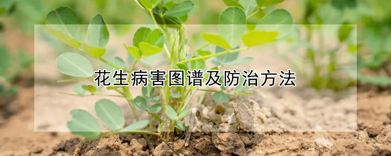 花生病害图谱及防治方法