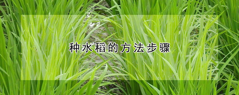 种水稻的方法步骤