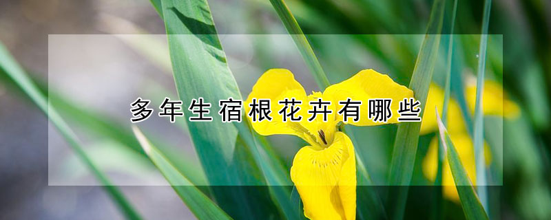 多年生宿根花卉有哪些