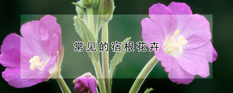 常见的宿根花卉