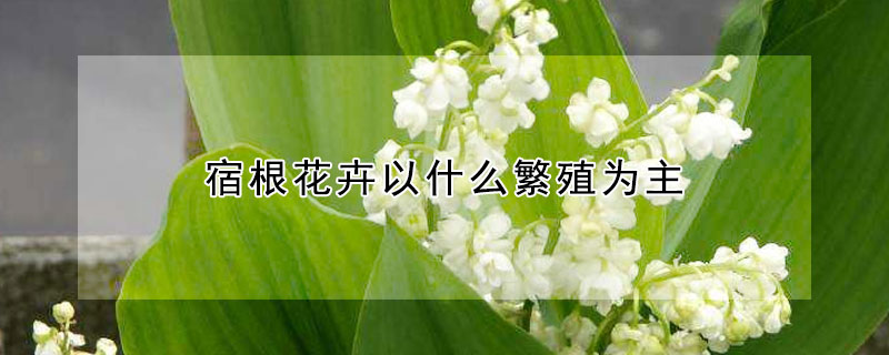 宿根花卉以什么繁殖为主