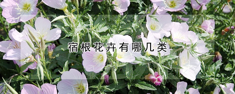 宿根花卉有哪几类