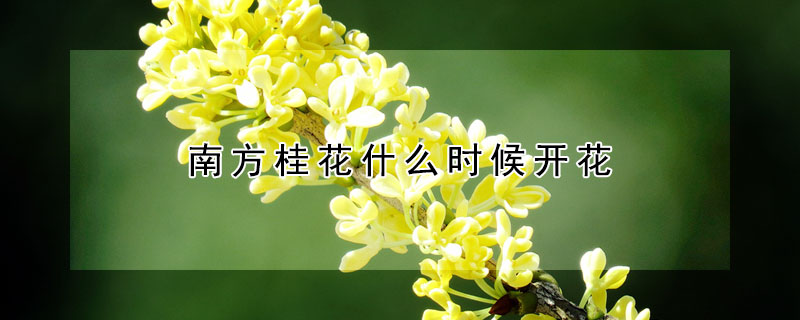 南方桂花什么时候开花