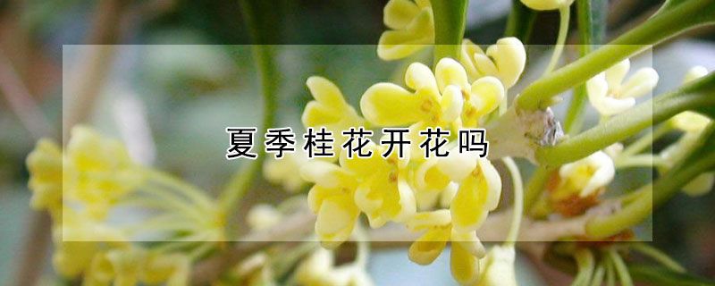 夏季桂花开花吗