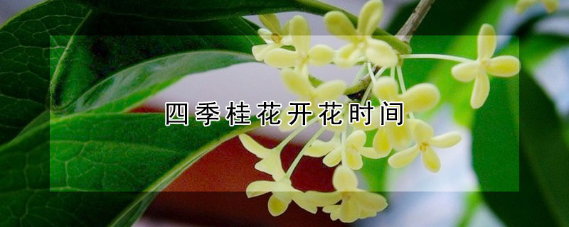 四季桂花开花时间