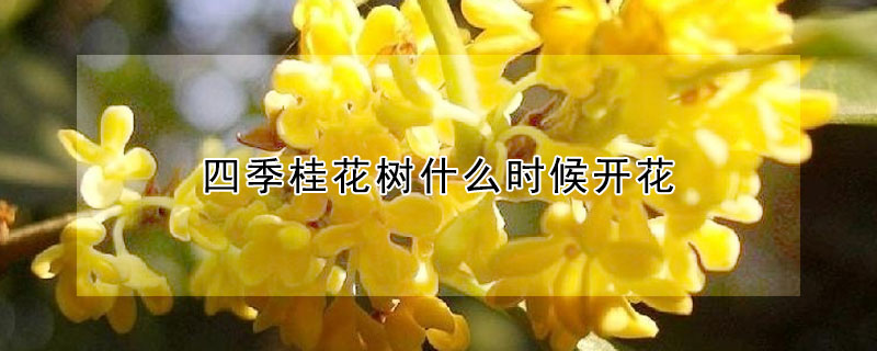 四季桂花树什么时候开花