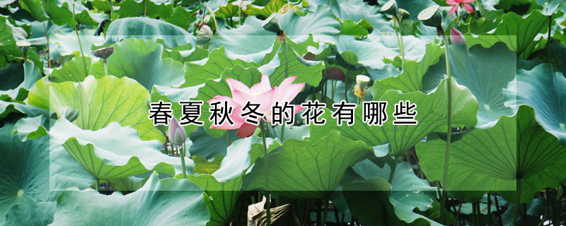 春夏秋冬的花有哪些