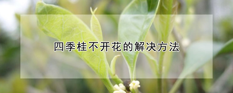 四季桂不开花的解决方法