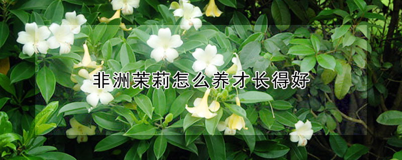 非洲茉莉怎么养才长得好