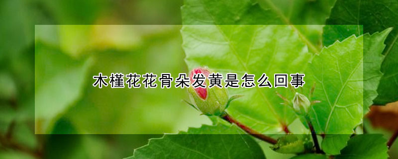 木槿花花骨朵发黄是怎么回事