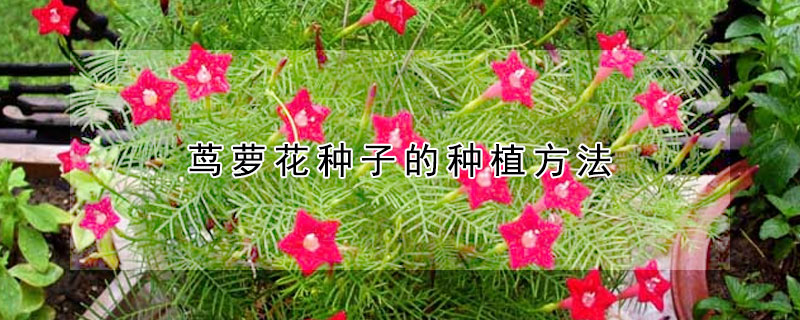 茑萝花种子的种植方法