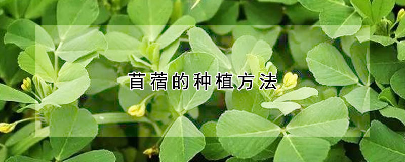 苜蓿的种植方法