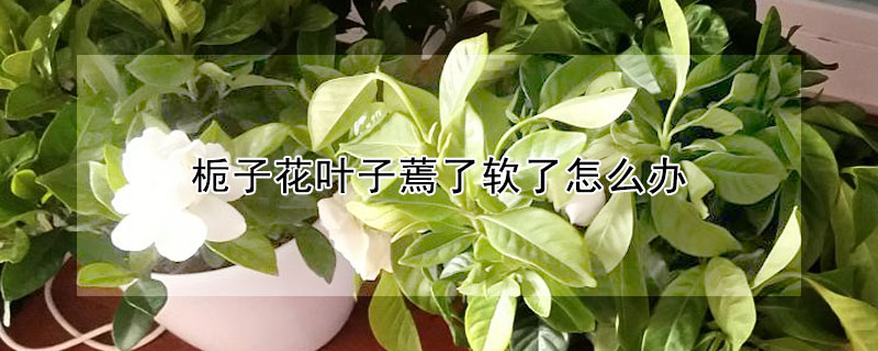 栀子花叶子蔫了软了怎么办