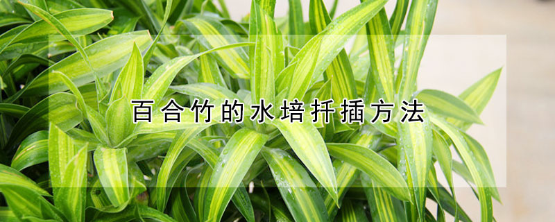 百合竹的水培扦插方法